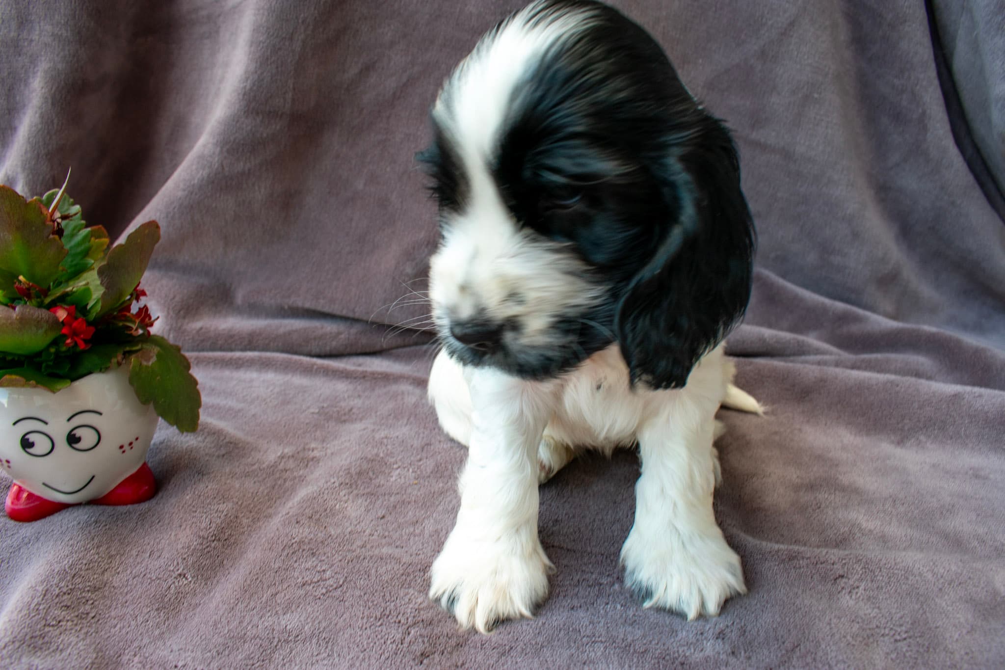 Aurelia von den Isarwiesen